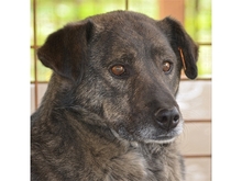 PIERI, Hund, Mischlingshund in Rumänien - Bild 5