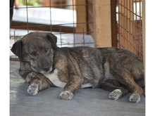 PIERI, Hund, Mischlingshund in Rumänien - Bild 6