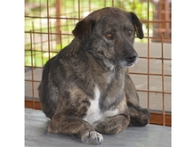 PIERI, Hund, Mischlingshund in Rumänien - Bild 7