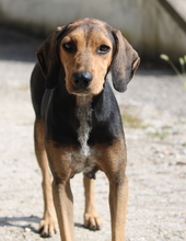 AUGUSTINA, Hund, Mischlingshund in Griechenland - Bild 11