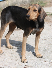 AUGUSTINA, Hund, Mischlingshund in Griechenland - Bild 12