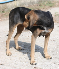 AUGUSTINA, Hund, Mischlingshund in Griechenland - Bild 13