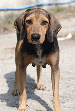AUGUSTINA, Hund, Mischlingshund in Griechenland - Bild 14