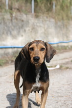 AUGUSTINA, Hund, Mischlingshund in Griechenland - Bild 2