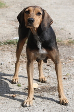 AUGUSTINA, Hund, Mischlingshund in Griechenland - Bild 4