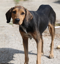 AUGUSTINA, Hund, Mischlingshund in Griechenland - Bild 5