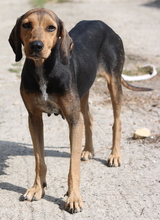 AUGUSTINA, Hund, Mischlingshund in Griechenland - Bild 7