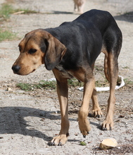 AUGUSTINA, Hund, Mischlingshund in Griechenland - Bild 8