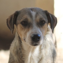 LESTA, Hund, Mischlingshund in Griechenland - Bild 1