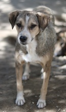 LESTA, Hund, Mischlingshund in Griechenland - Bild 10