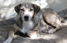 LESTA, Hund, Mischlingshund in Griechenland - Bild 11