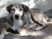 LESTA, Hund, Mischlingshund in Griechenland - Bild 12