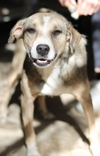 LESTA, Hund, Mischlingshund in Griechenland - Bild 13