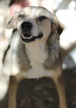 LESTA, Hund, Mischlingshund in Griechenland - Bild 14