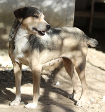 LESTA, Hund, Mischlingshund in Griechenland - Bild 17