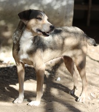 LESTA, Hund, Mischlingshund in Griechenland - Bild 18