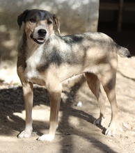 LESTA, Hund, Mischlingshund in Griechenland - Bild 19