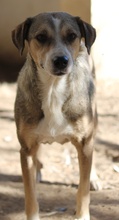 LESTA, Hund, Mischlingshund in Griechenland - Bild 20