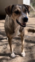 LESTA, Hund, Mischlingshund in Griechenland - Bild 22