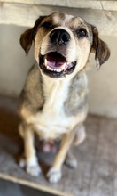 LESTA, Hund, Mischlingshund in Griechenland - Bild 24