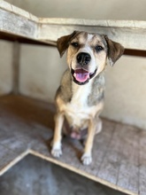 LESTA, Hund, Mischlingshund in Griechenland - Bild 3