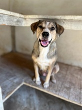 LESTA, Hund, Mischlingshund in Griechenland - Bild 4