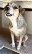LESTA, Hund, Mischlingshund in Griechenland - Bild 6
