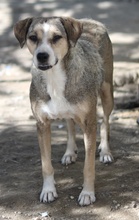 LESTA, Hund, Mischlingshund in Griechenland - Bild 8