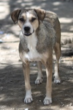 LESTA, Hund, Mischlingshund in Griechenland - Bild 9