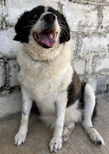 LINDA, Hund, Mischlingshund in Griechenland - Bild 6
