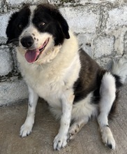 LINDA, Hund, Mischlingshund in Griechenland - Bild 7