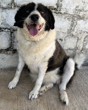 LINDA, Hund, Mischlingshund in Griechenland - Bild 8