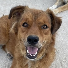 APRIL, Hund, Mischlingshund in Griechenland - Bild 1