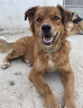 APRIL, Hund, Mischlingshund in Griechenland - Bild 2