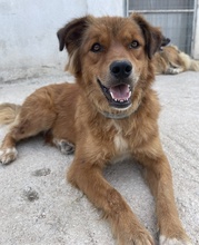 APRIL, Hund, Mischlingshund in Griechenland - Bild 3