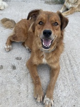 APRIL, Hund, Mischlingshund in Griechenland - Bild 6