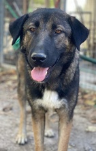 BARU, Hund, Mischlingshund in Griechenland - Bild 19