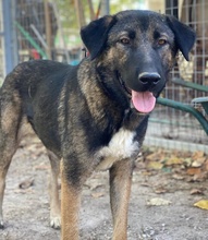 BARU, Hund, Mischlingshund in Griechenland - Bild 22