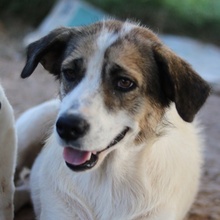 DISNEY, Hund, Mischlingshund in Griechenland - Bild 1