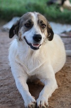 DISNEY, Hund, Mischlingshund in Griechenland - Bild 12