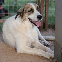 DISNEY, Hund, Mischlingshund in Griechenland - Bild 4