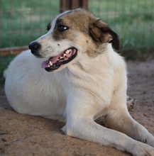 DISNEY, Hund, Mischlingshund in Griechenland - Bild 5