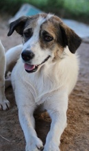 DISNEY, Hund, Mischlingshund in Griechenland - Bild 7