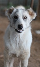 DREA, Hund, Mischlingshund in Griechenland - Bild 10