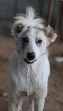 DREA, Hund, Mischlingshund in Griechenland - Bild 11