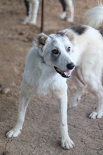 DREA, Hund, Mischlingshund in Griechenland - Bild 14