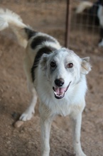 DREA, Hund, Mischlingshund in Griechenland - Bild 2