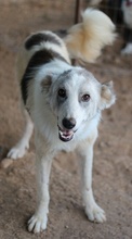 DREA, Hund, Mischlingshund in Griechenland - Bild 3
