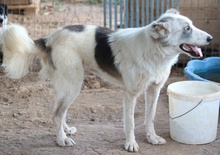 DREA, Hund, Mischlingshund in Griechenland - Bild 6