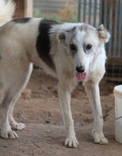 DREA, Hund, Mischlingshund in Griechenland - Bild 7